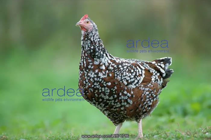  : Sussex Tricolor Hen