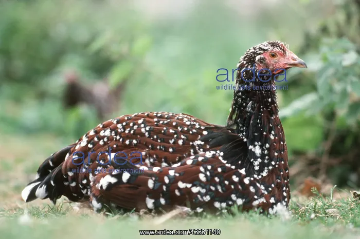 : Sussex tricolore Chicken - Domestic Fowl : Sussex tricolore Chicken - Domestic Fowl