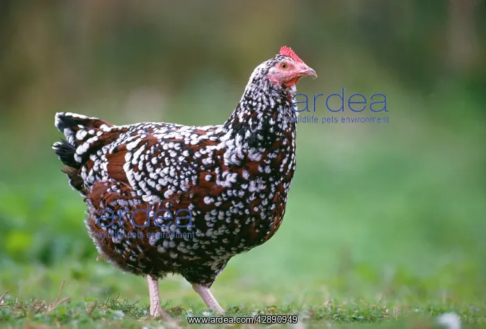  : Sussex Tricolore Chicken - Hen