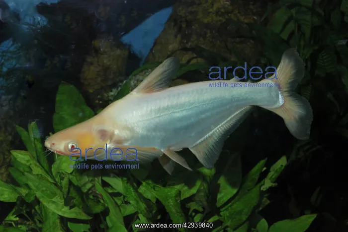 : Sutchi Catfish / Irridescent catfish - albino : Sutchi Catfish / Irridescent catfish - albino
