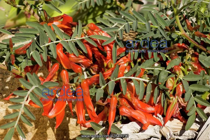 : Sutherlandia fruticosa - a shrubby legume, with : Sutherlandia fruticosa - a shrubby legume, with