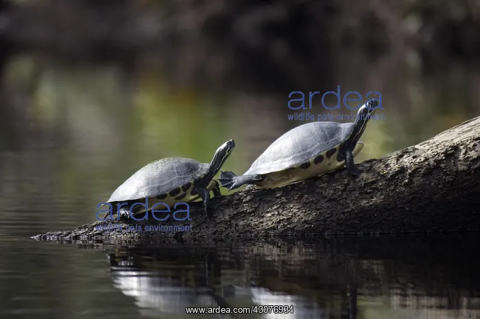 : Suwannee River Cooters : Suwannee River Cooters