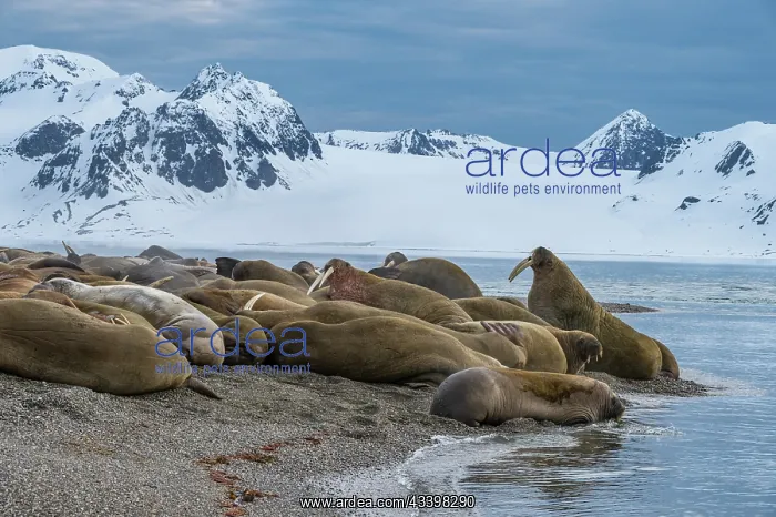 : Svalbard, Norway. Colony of Atlantic walrus on beach : Svalbard, Norway. Colony of Atlantic walrus on beach