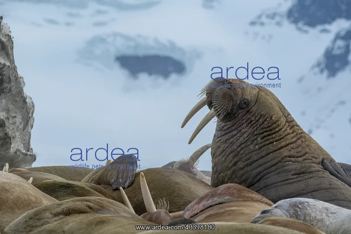 : Svalbard, Norway. Colony of Atlantic walrus showing : Svalbard, Norway. Colony of Atlantic walrus showing