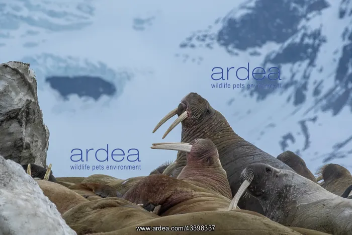 : Svalbard, Norway. Colony of Atlantic walrus showing : Svalbard, Norway. Colony of Atlantic walrus showing