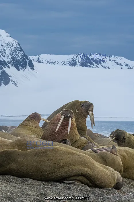 : Svalbard, Norway. Colony of Atlantic walrus sparring : Svalbard, Norway. Colony of Atlantic walrus sparring