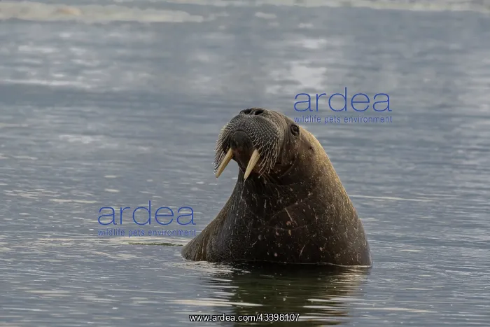 : Svalbard, Norway. Portrait of Atlantic walrus : Svalbard, Norway. Portrait of Atlantic walrus