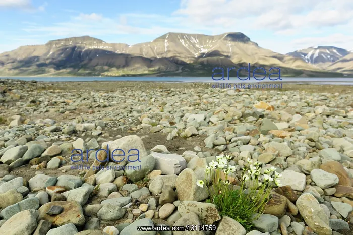 : Svalbard Poppy : Svalbard Poppy