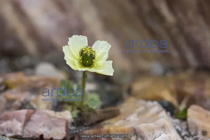  : Svalbard poppy - flowering - Svalbard, Norway