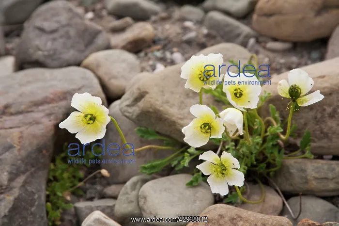 : Svalbard poppy - growin in stoney ground : Svalbard poppy - growin in stoney ground