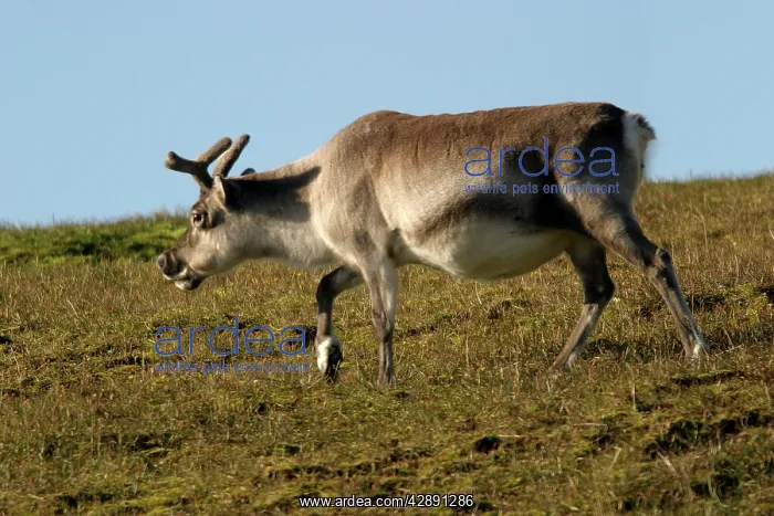 : Svalbard Reindeer : Svalbard Reindeer