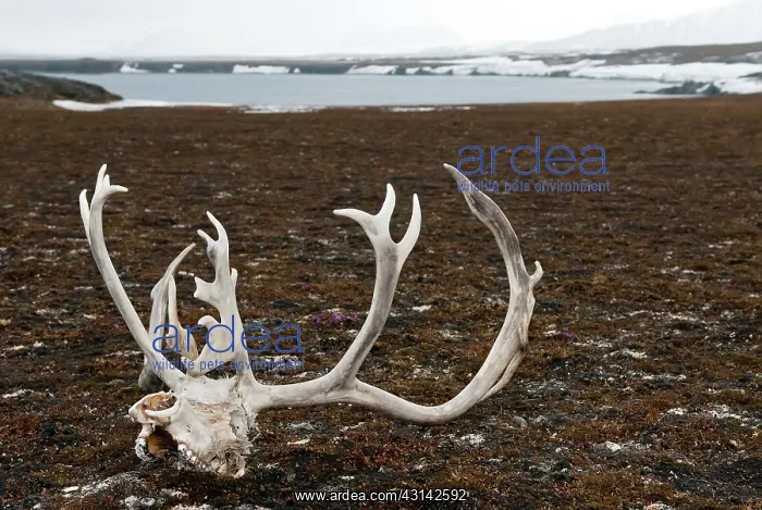 : Svalbard Reindeer : Svalbard Reindeer