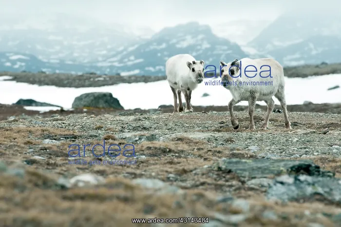 : Svalbard Reindeer : Svalbard Reindeer