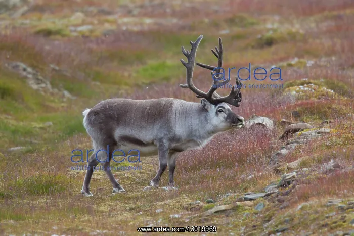 : Svalbard Reindeer male in tundra : Svalbard Reindeer male in tundra