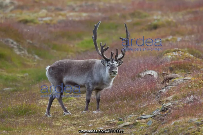 : Svalbard Reindeer male in tundra : Svalbard Reindeer male in tundra