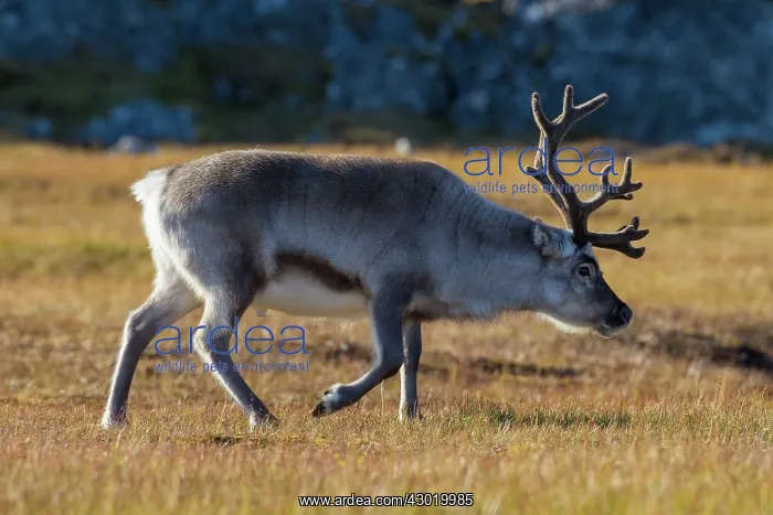 : Svalbard Reindeer male in tundra : Svalbard Reindeer male in tundra