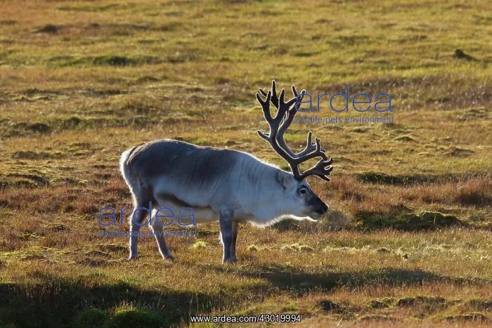 : Svalbard Reindeer male in tundra : Svalbard Reindeer male in tundra