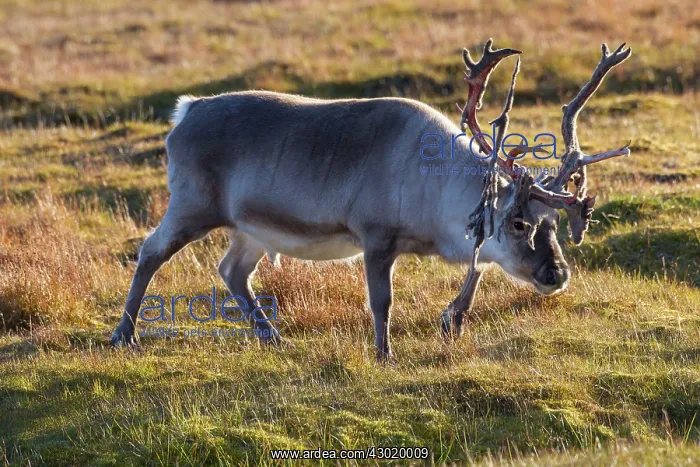 : Svalbard Reindeer male in tundra : Svalbard Reindeer male in tundra