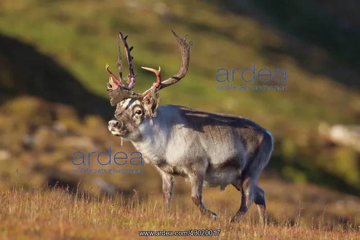 : Svalbard Reindeer male in tundra : Svalbard Reindeer male in tundra