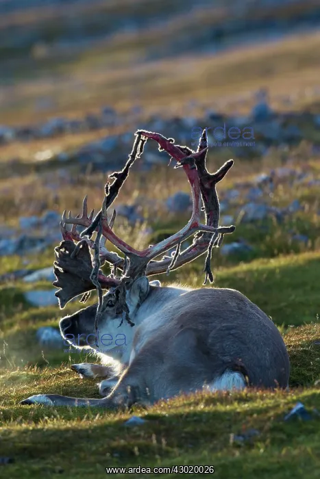 : Svalbard Reindeer male in tundra : Svalbard Reindeer male in tundra