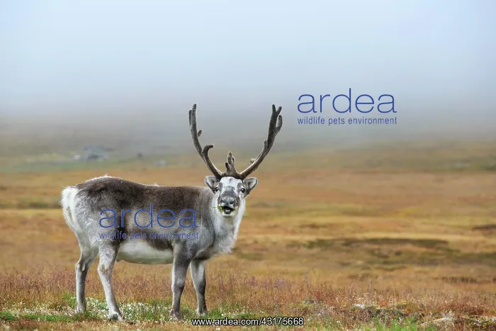 : Svalbard Reindeer (Rangifer tarandus platyrhynchus) : Svalbard Reindeer (Rangifer tarandus platyrhynchus)