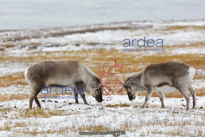 : Two Svalbard reindeer (Rangifer tarandus platyrhynchus) : Two Svalbard reindeer (Rangifer tarandus platyrhynchus)