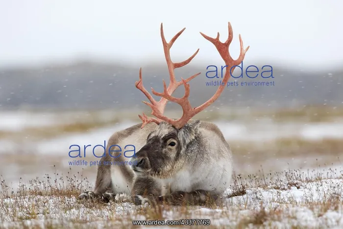 : Svalbard reindeer (Rangifer tarandus platyrhynchus) : Svalbard reindeer (Rangifer tarandus platyrhynchus)