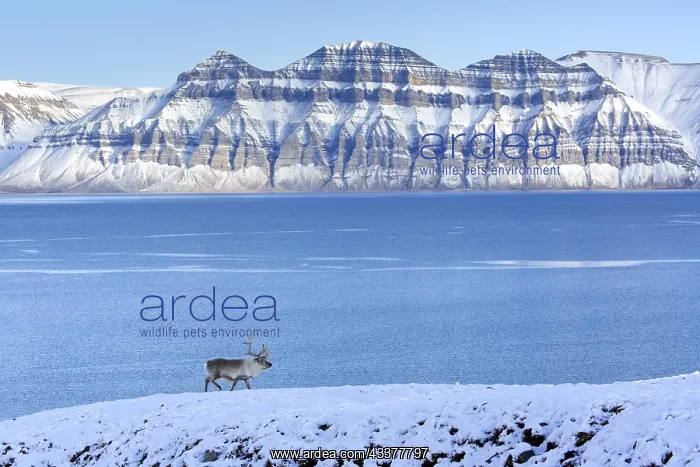 : Svalbard reindeer (Rangifer tarandus platyrhynchus) : Svalbard reindeer (Rangifer tarandus platyrhynchus)