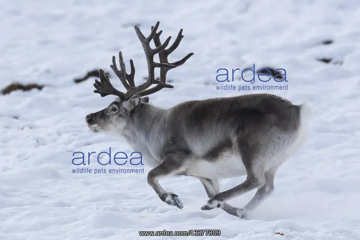 : Svalbard reindeer (Rangifer tarandus platyrhynchus) : Svalbard reindeer (Rangifer tarandus platyrhynchus)