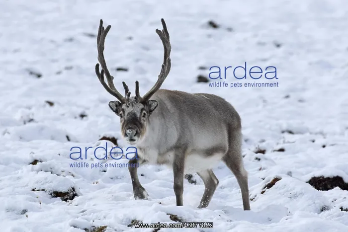 : Svalbard reindeer (Rangifer tarandus platyrhynchus) : Svalbard reindeer (Rangifer tarandus platyrhynchus)
