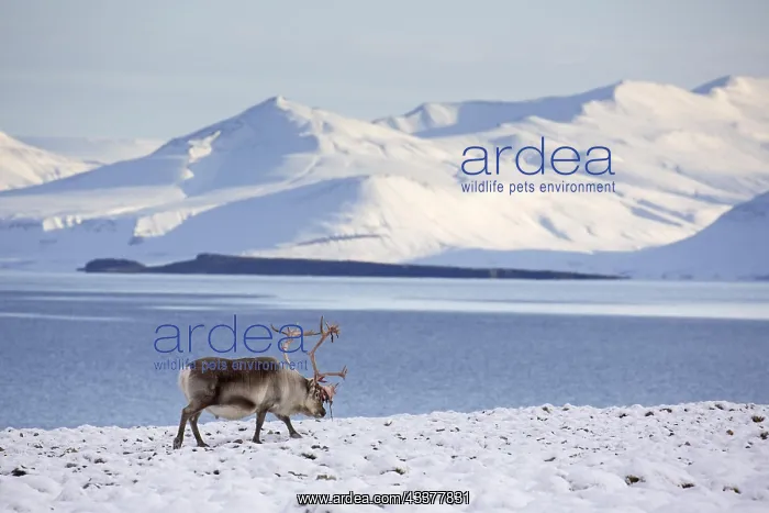 : Svalbard reindeer (Rangifer tarandus platyrhynchus) : Svalbard reindeer (Rangifer tarandus platyrhynchus)