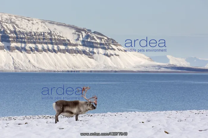 : Svalbard reindeer (Rangifer tarandus platyrhynchus) : Svalbard reindeer (Rangifer tarandus platyrhynchus)