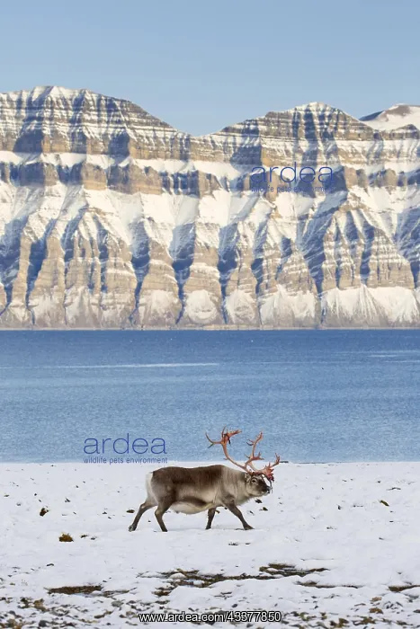 : Svalbard reindeer (Rangifer tarandus platyrhynchus) : Svalbard reindeer (Rangifer tarandus platyrhynchus)