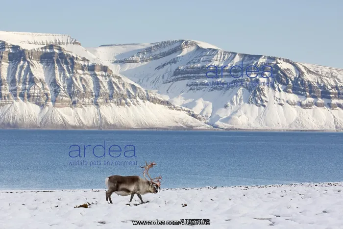 : Svalbard reindeer (Rangifer tarandus platyrhynchus) : Svalbard reindeer (Rangifer tarandus platyrhynchus)