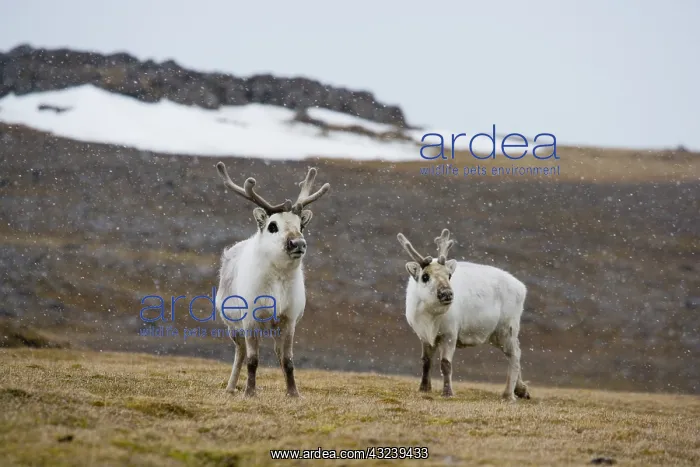 : Svalbard reindeer (Rangifer tarandus playrhynchus) : Svalbard reindeer (Rangifer tarandus playrhynchus)