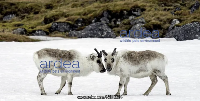  : Svalbard Reindeers in snow