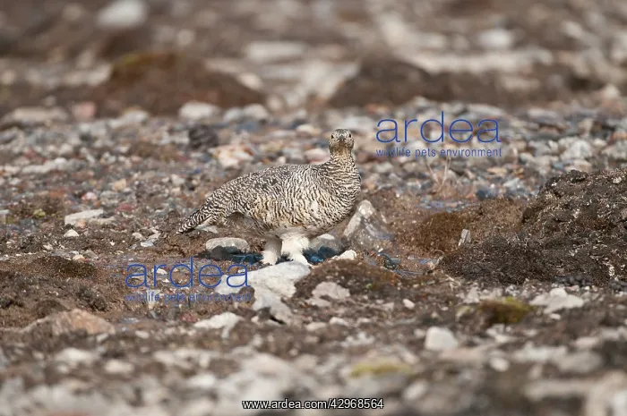 : Svalbard Rock Ptarmigan - female walking across : Svalbard Rock Ptarmigan - female walking across