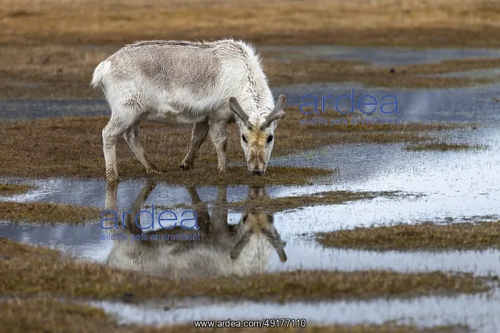 : Svalbard skink (Rangifer tarandus platyrhynchus) reflected in the water : Svalbard skink (Rangifer tarandus platyrhynchus) reflected in the water