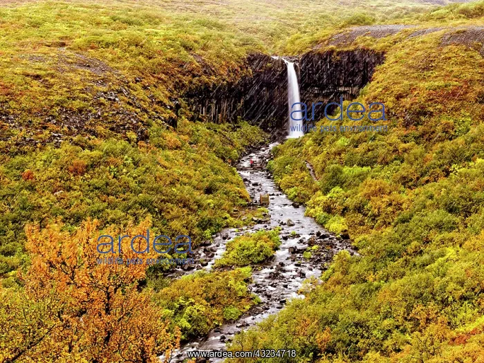 : Svartifoss (Black Fall), a 20m waterfall : Svartifoss (Black Fall), a 20m waterfall