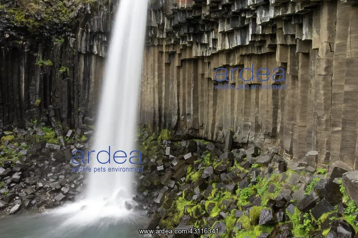 : Svartifoss waterfall close up : Svartifoss waterfall close up