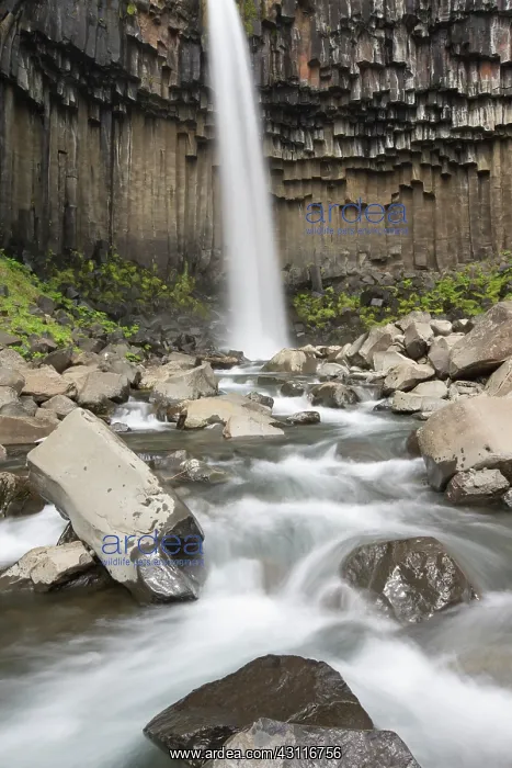 : Svartifoss waterfall close up : Svartifoss waterfall close up
