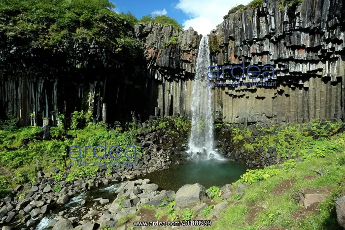 : Svartifoss waterfall, Iceland : Svartifoss waterfall, Iceland