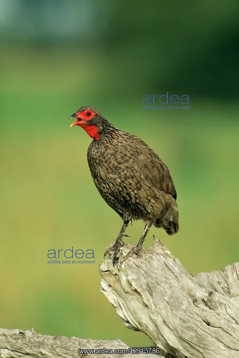 : SwainsonIs Francolin : SwainsonIs Francolin