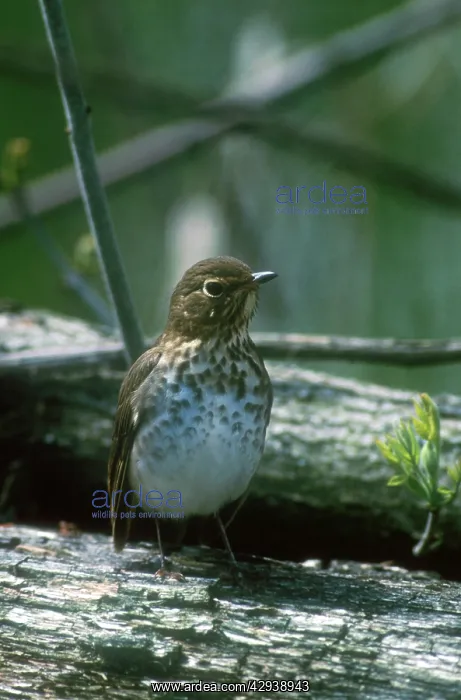 : SwainsonIs Thrush - adult in May : SwainsonIs Thrush - adult in May