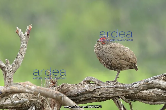 : Swainson's Francolin : Swainson's Francolin
