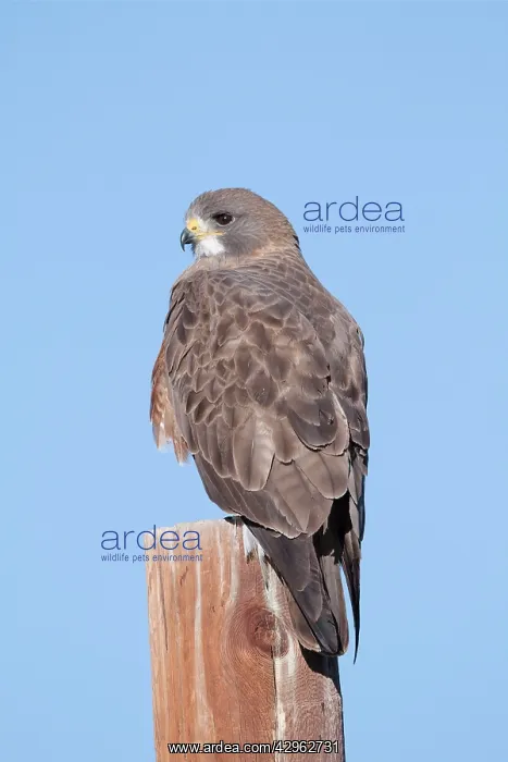: Swainson's Hawk : Swainson's Hawk