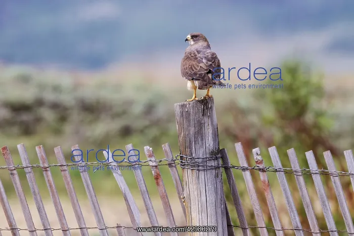 : Swainson's Hawk : Swainson's Hawk