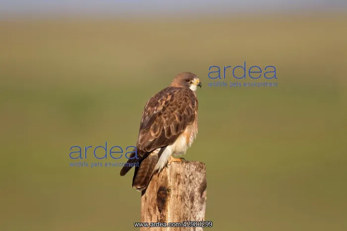 : Swainson's Hawk : Swainson's Hawk