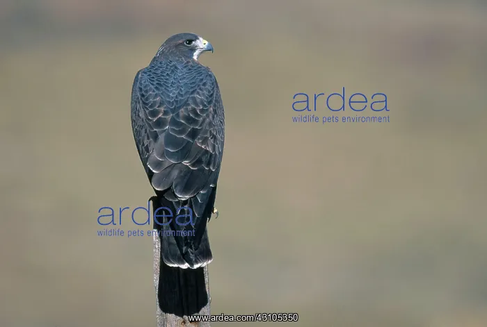 : Swainson's Hawk : Swainson's Hawk