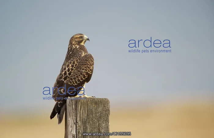 : Swainson's Hawk : Swainson's Hawk